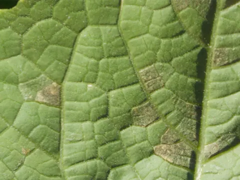 Downy mildew of stocks