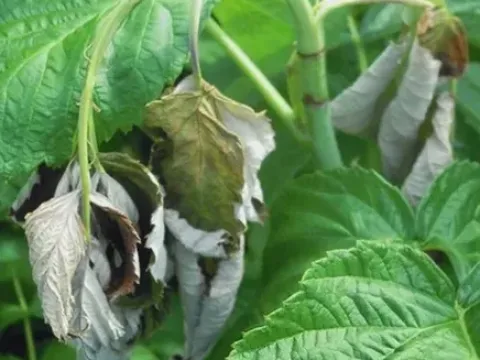 Raspberry downy mildew