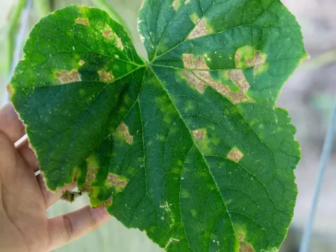 Downy mildew