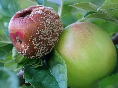 Bull's eye rot