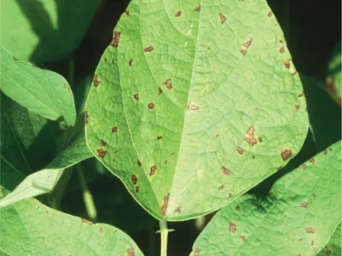 Angular leaf spot of bean