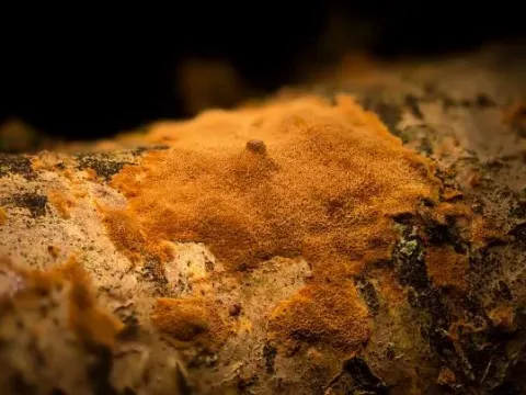 Phellinus ferreus
