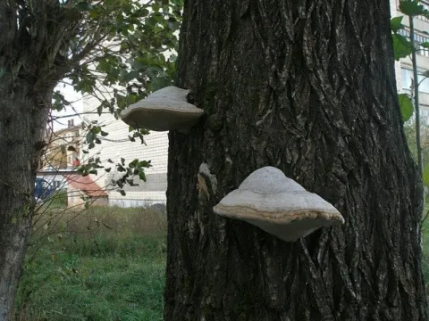 Robust Oak Conk