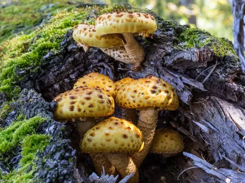 Pholiota adiposa