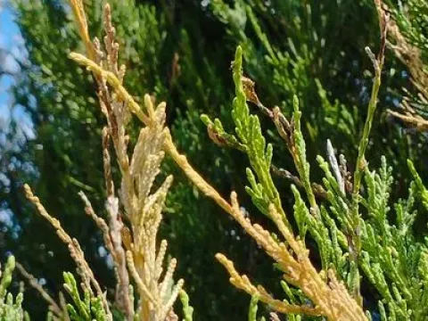 Phomopsis blight of juniper