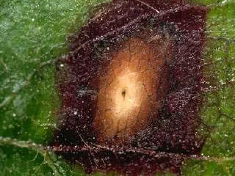 Strawberry leaf blight