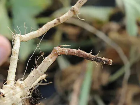 Phomopsis root rot