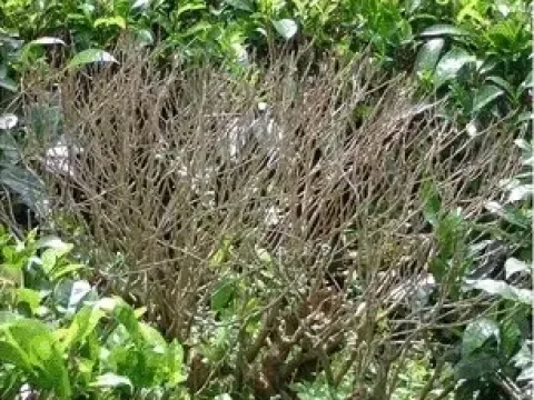 Phomopsis blight of tea