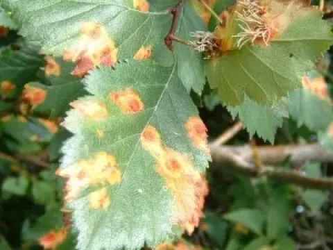 Shrubby cinquefoil rust