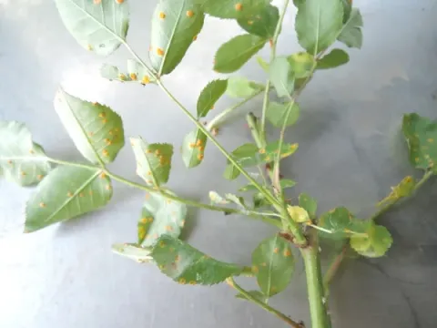 Rose rust