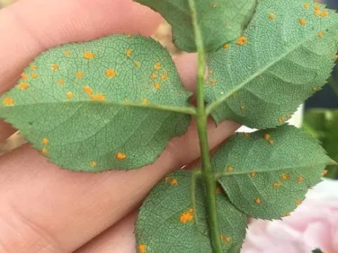 Rose rust