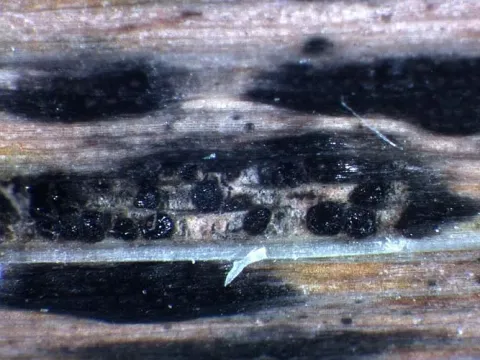 Phyllachora leaf spot