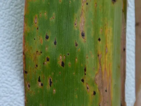Sugarcane phyllachorosis