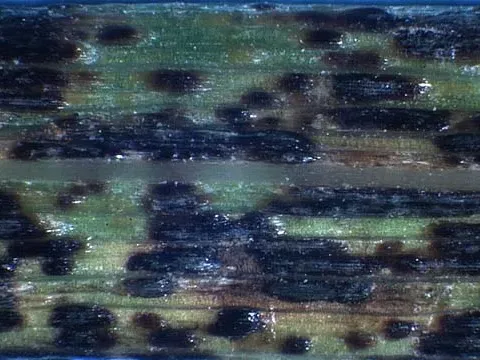 Phyllachora