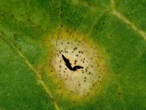 Phoma leaf spot