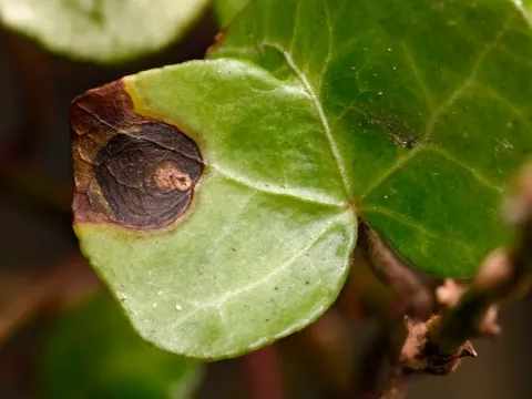 Phoma leaf spot of ivy