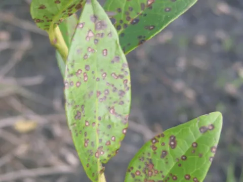 Cranberry phyllosticta leaf spot