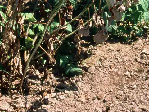 Phytophthora root rot of raspberry