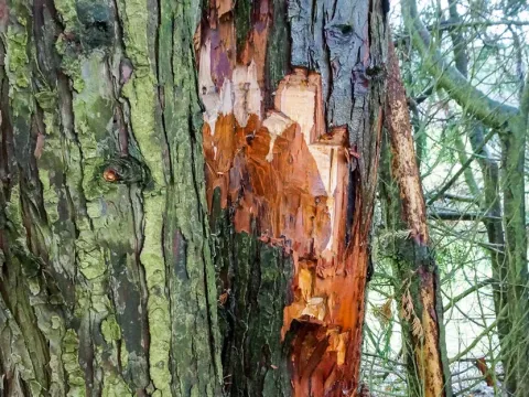Phytophthora root rot