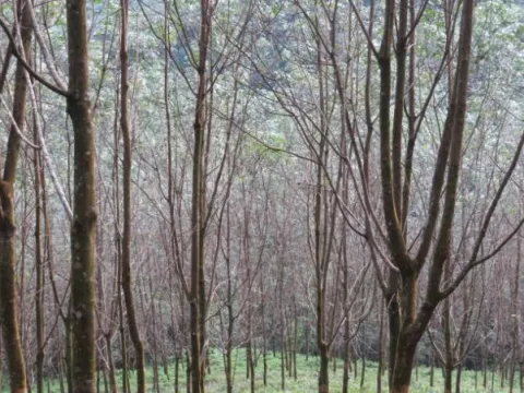 Phytophthora meadii