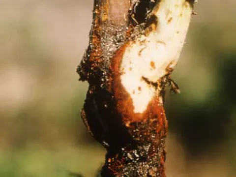 Phytophthora root rot