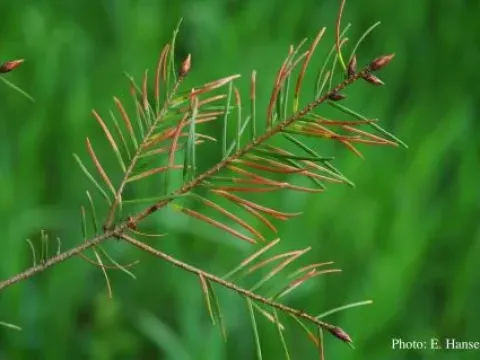 Phytophthora root rot of Douglas-fir