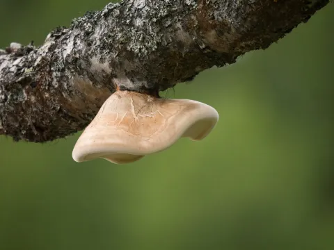 Березовая губка