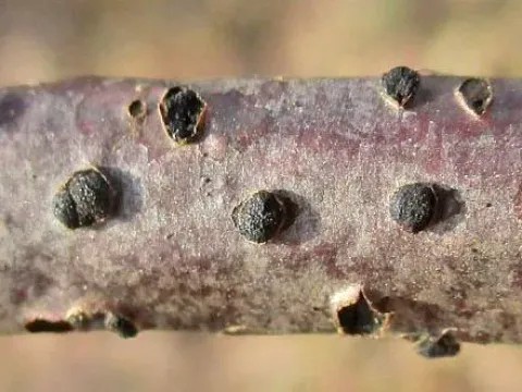 Dothiora canker