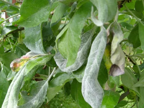 Apple powdery mildew