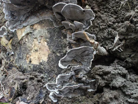 Bjerkandera adusta