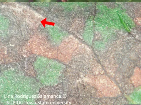 Guava pseudocercospora leaf spot