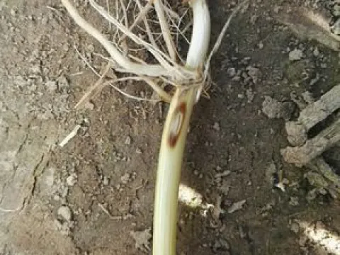 Eyespot