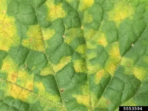 Downy mildew of cucurbits