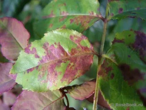 Downy mildew of rose