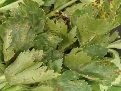 Celery rust
