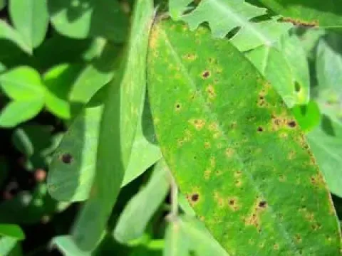 Peanut rust