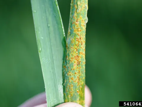 Stem rust