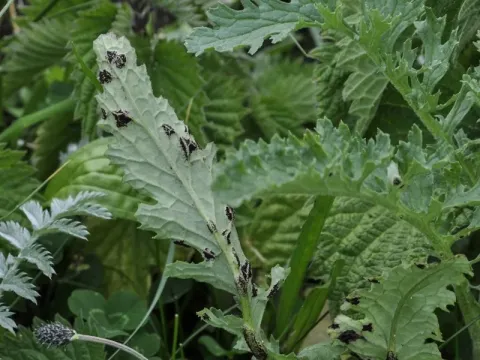 Senecio rust