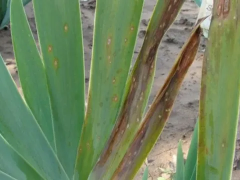 Iris rust