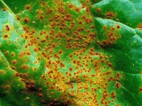 Parsley rust