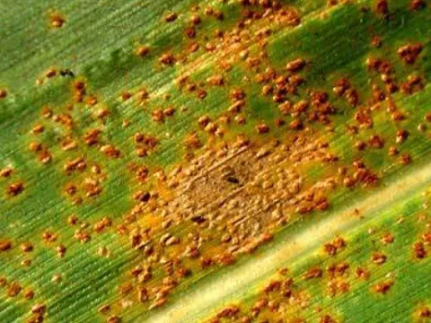 Southern corn rust