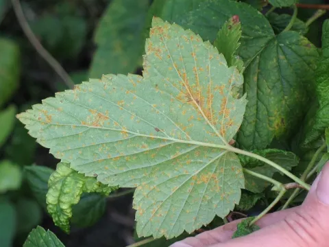 Columnar rust of currant