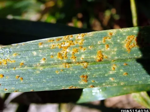 Wheat leaf rust
