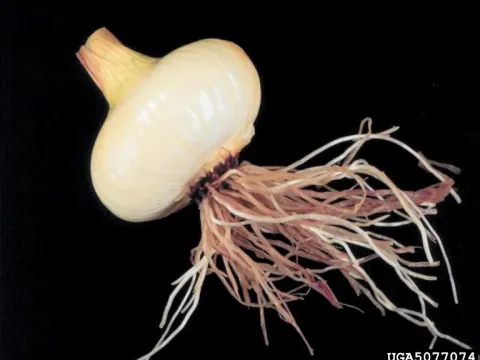 Pyrenochaeta
