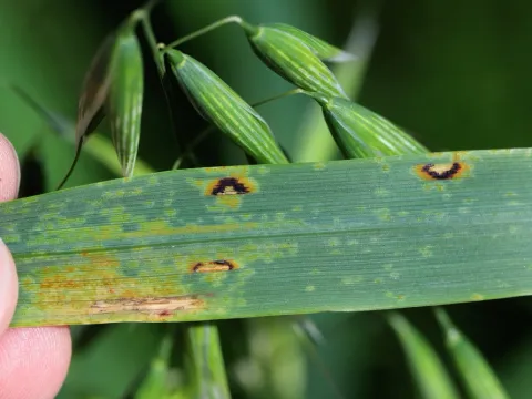 Red-brown leaf spot of oats