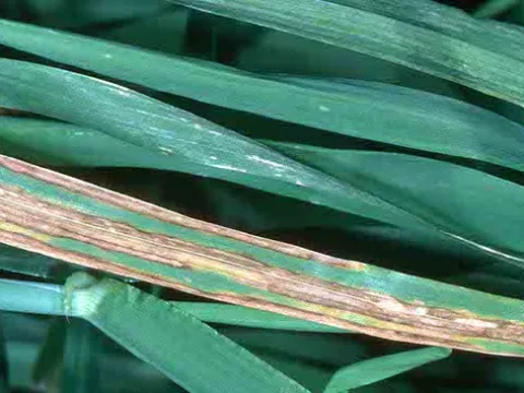 Barley stripe