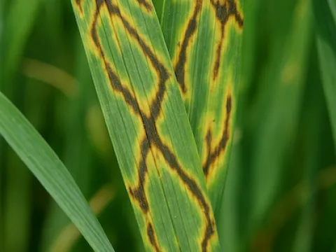 Net blotch of barley