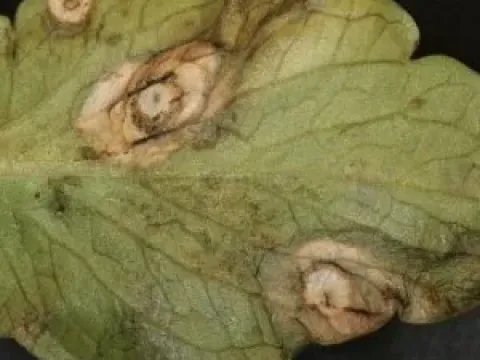 Рамуляріоз примули