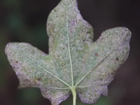 Areolate mildew of cotton