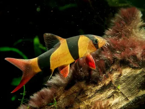 Cephaleuros